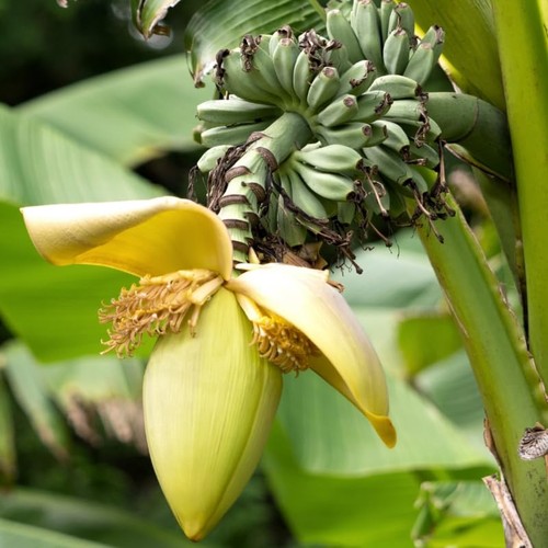 Basjoo banana tree live plant - basjoo,