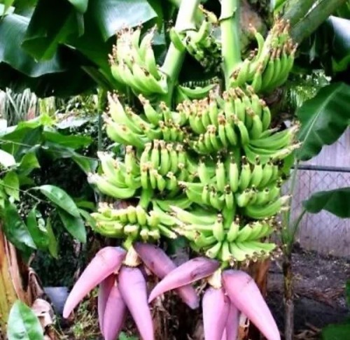 Double mahoi banana plant - double,