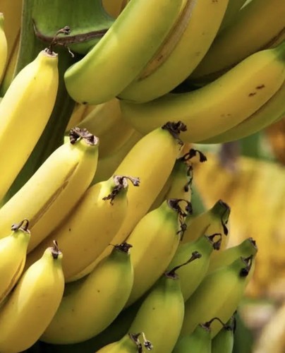 Musa gran nain banana - musa,