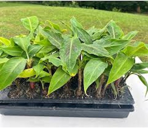 Dwarf banana tree - banana,