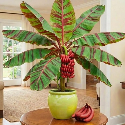 Zebrina banana plant - plant, live