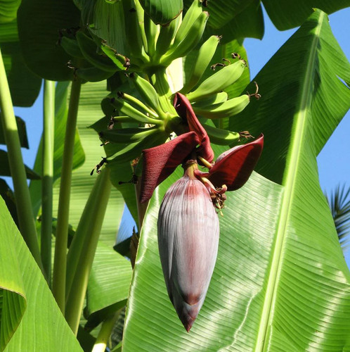 Musa gran nain banana - 'gran, nain'