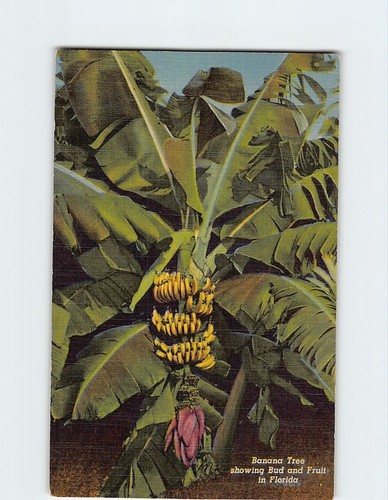 Banana tree showing - showing, &