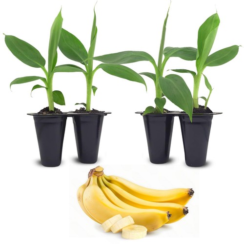 Banana tree dwarf cavendish - tree, cavendish"