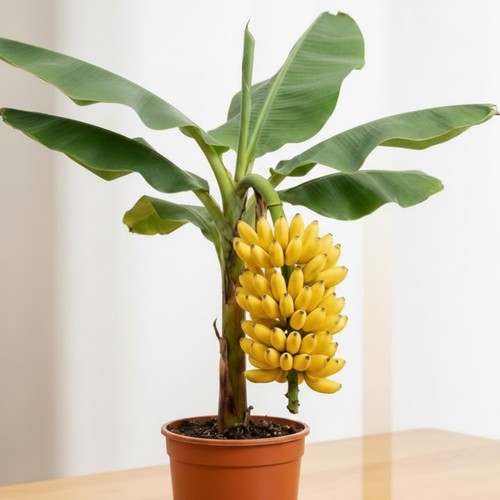 Truly tiny banana tree - tiny,
