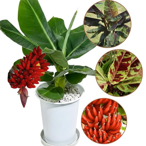 Ornamental zebrina banana tree - zebrina,