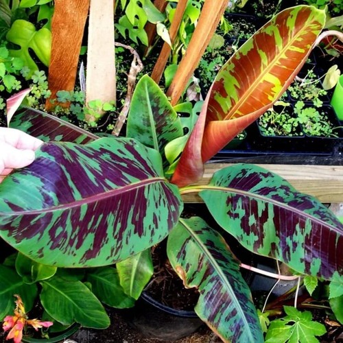 Zebrina banana tree - tree, live