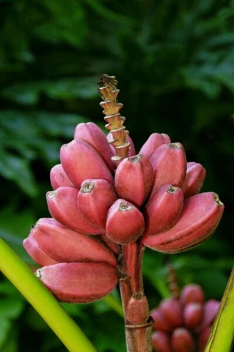Bordelon musa banana - bordelon,