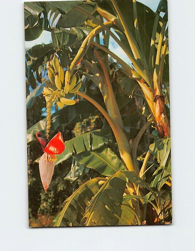 Banana tree growing florida - tree, in