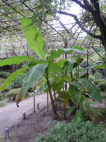 Musa basjoo banana - musa,